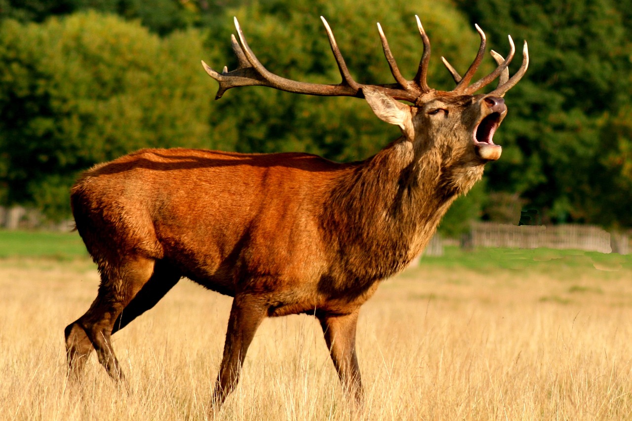 Hirsch
