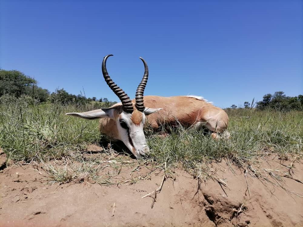 Springbock