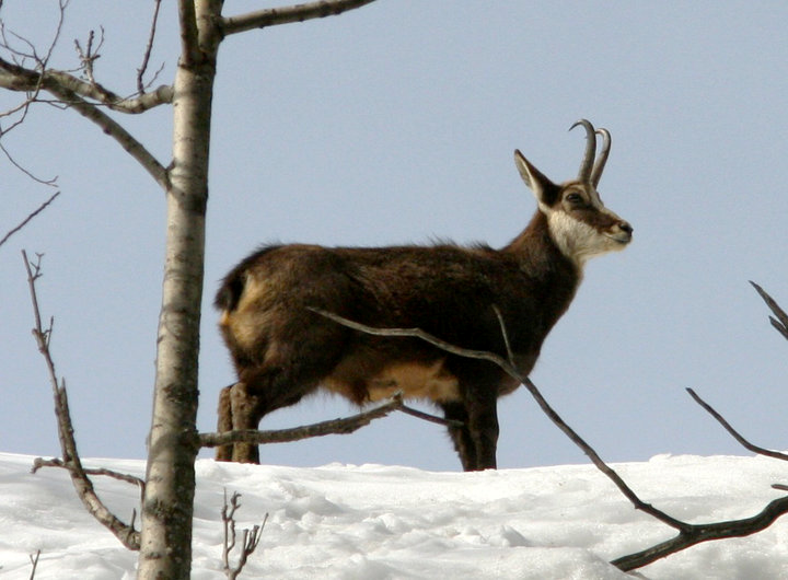 Gamsbock Klasse I