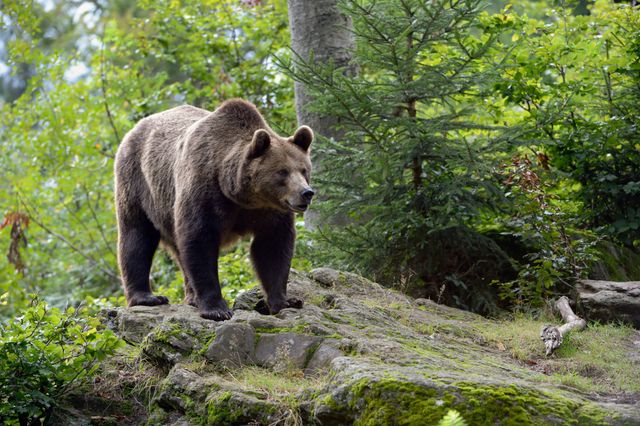 Bär
