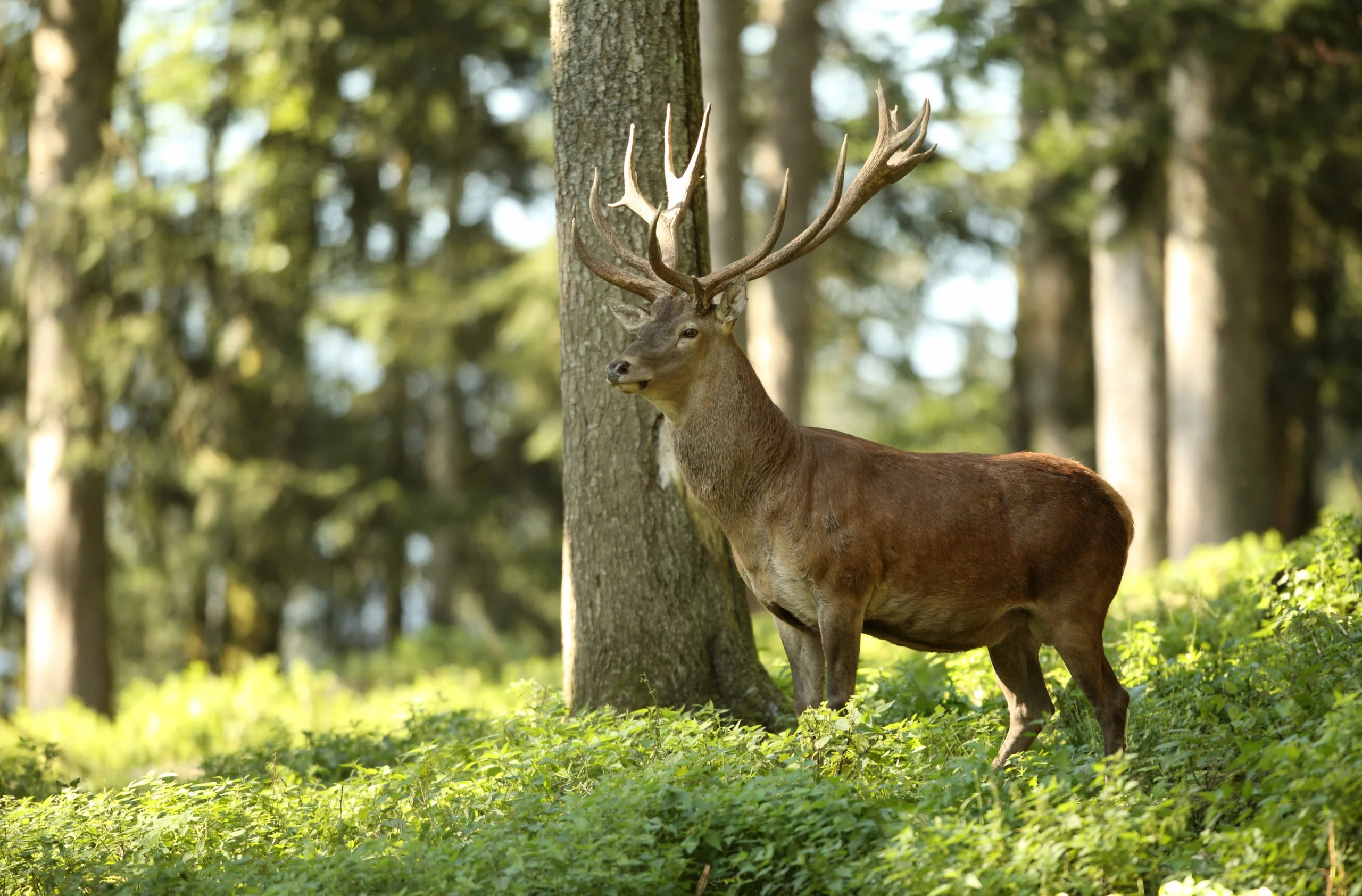 Hirsch