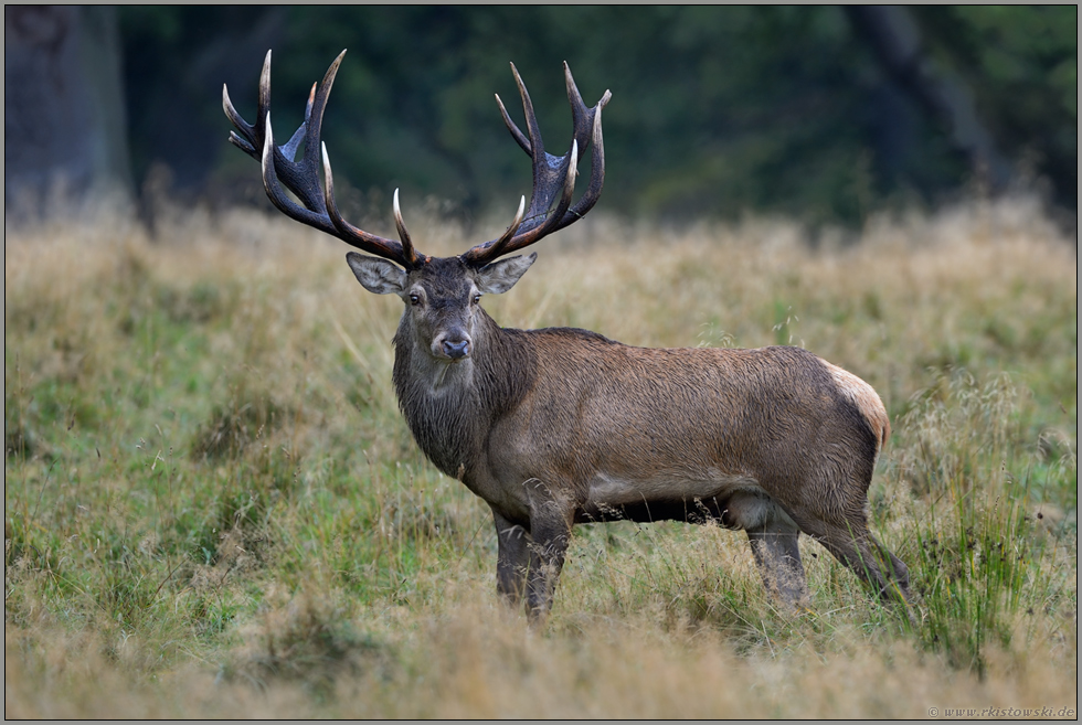 Hirsch