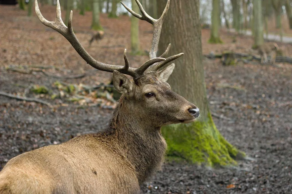 Hirsch