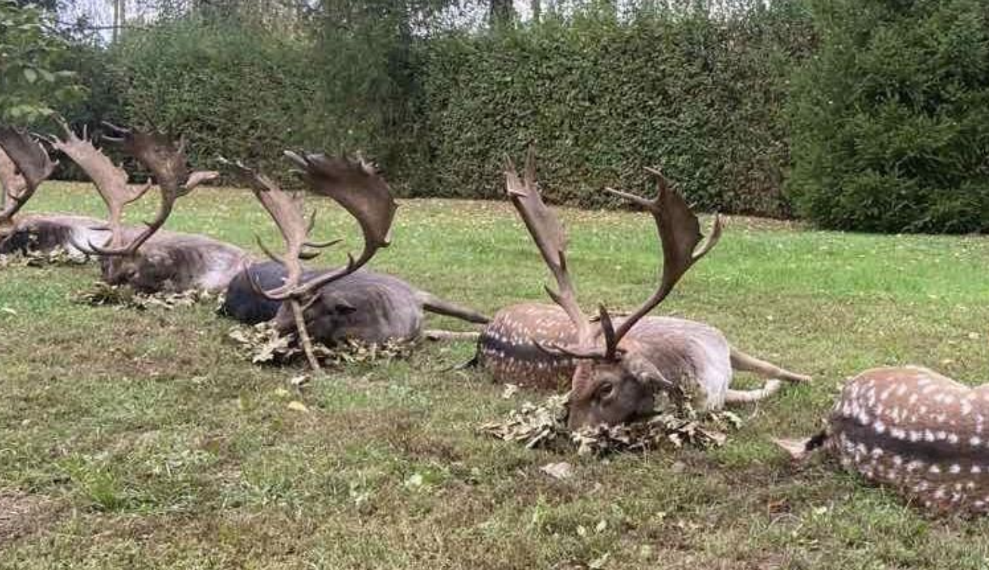 Damhirsch