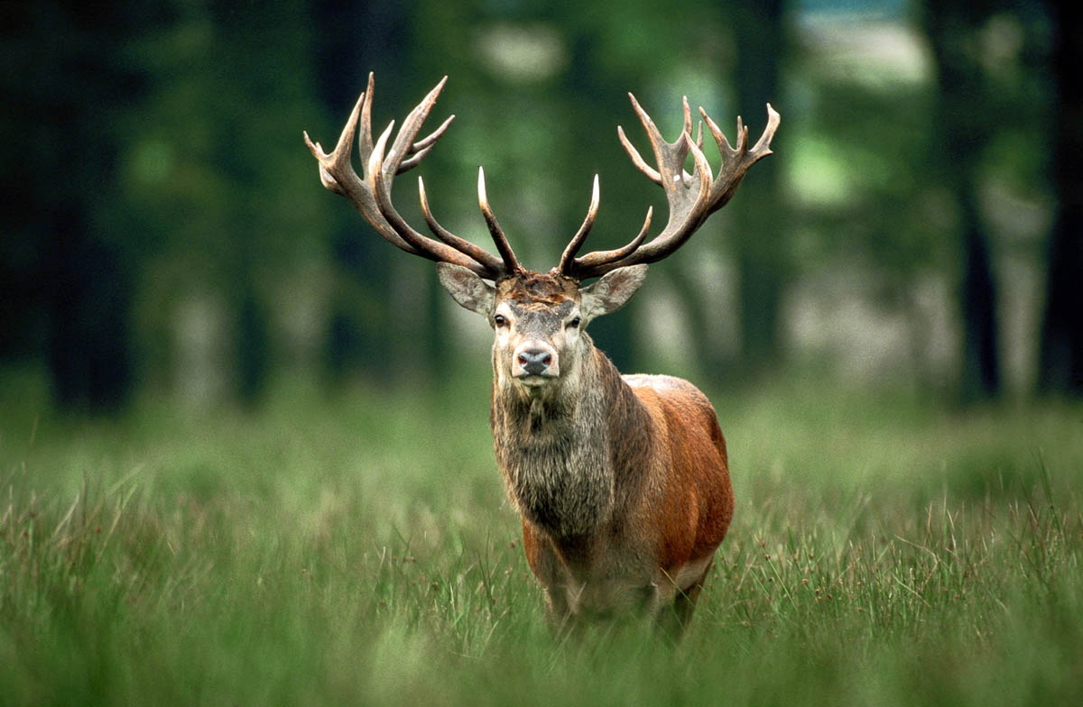 Hirsch