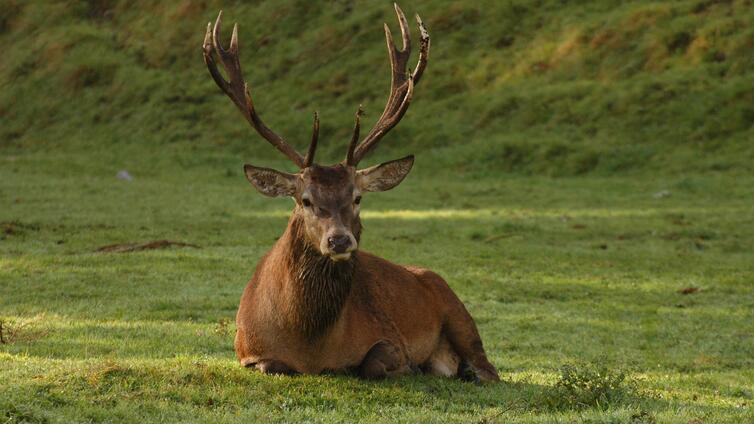 Hirsch