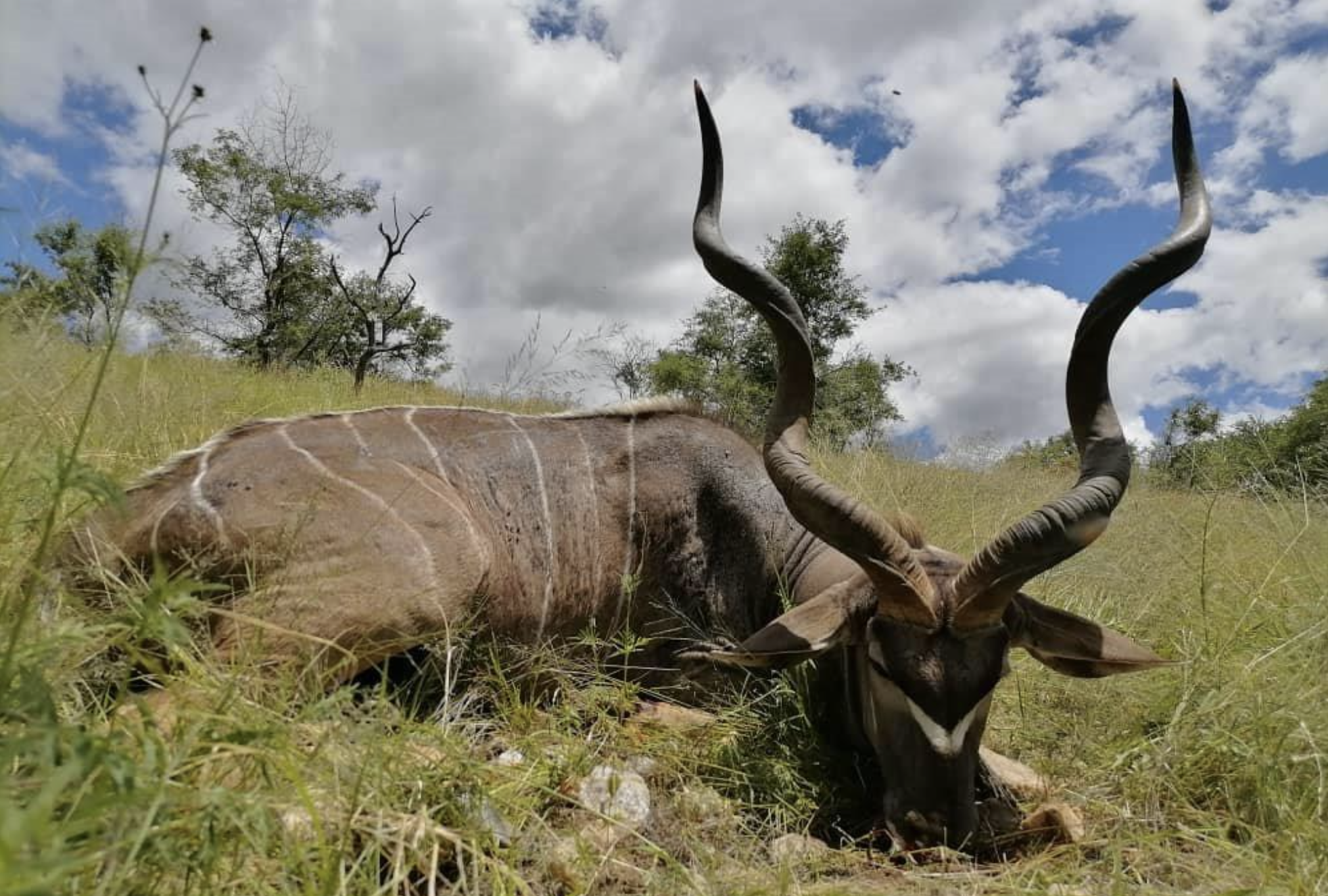 Großer Kudu