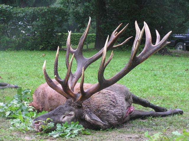 Hirsch