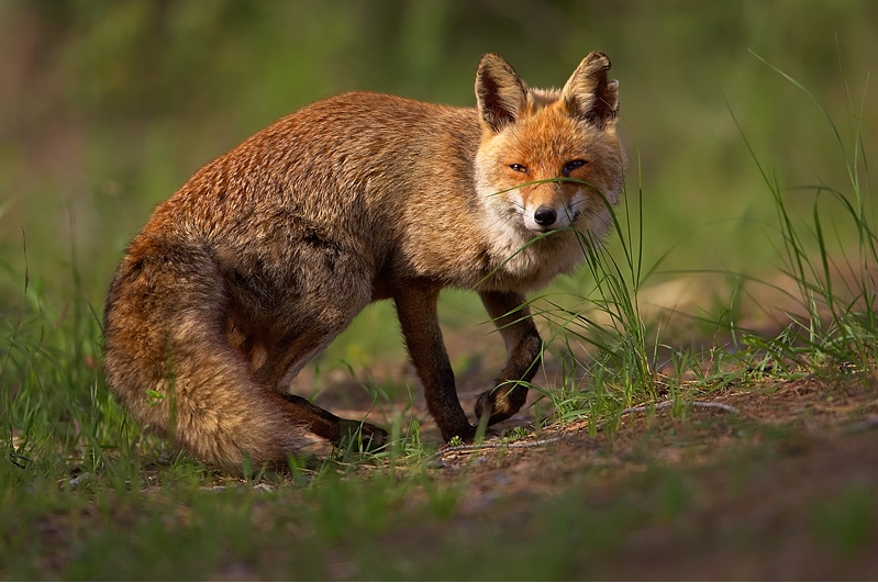 Fuchs
